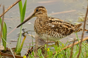 Манок на бекаса (баранець звичайний) Hubertus/Хубертус 446 Німеччина